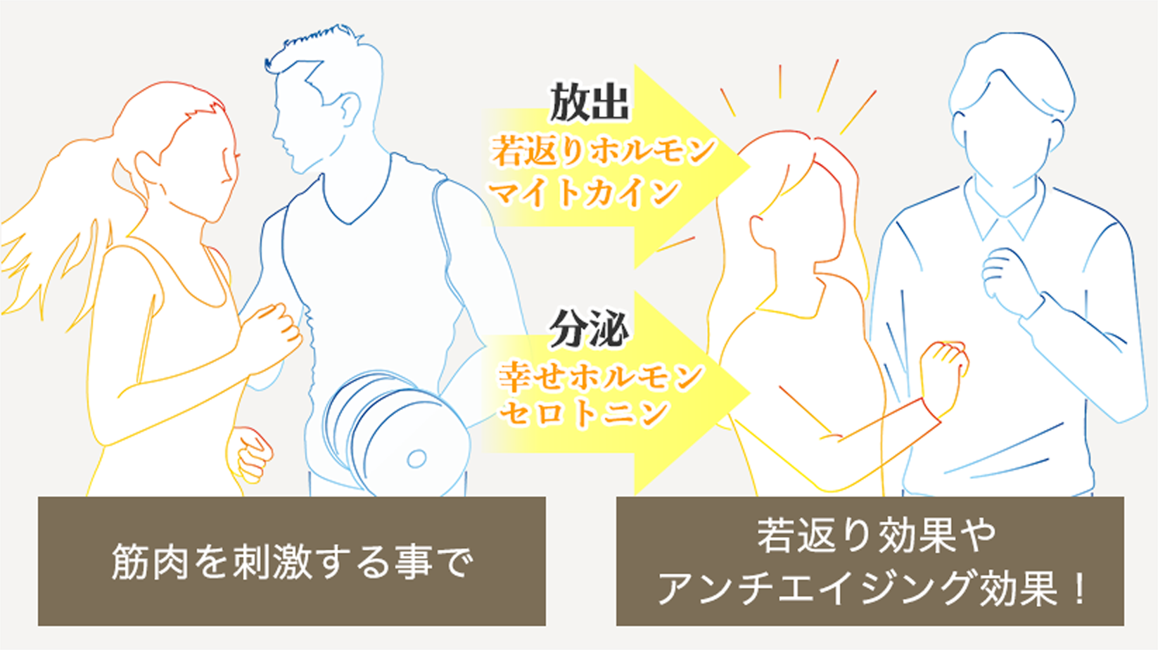 放出 分泌